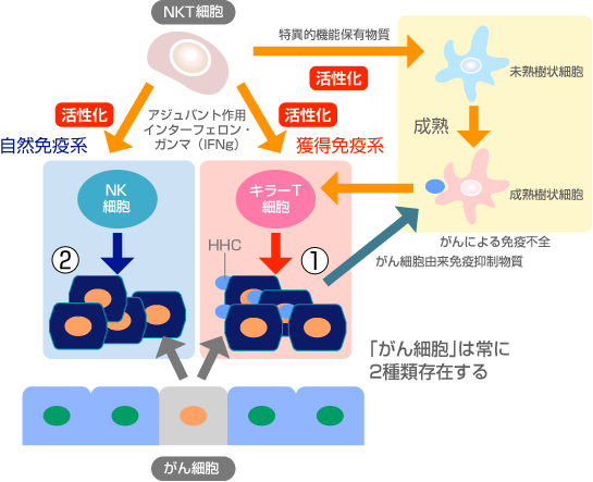 NKT細胞標的治療の利点 | イメージ画像